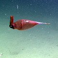 Cockatoo Squid at Endurance Offshore2