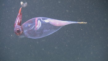 Cockatoo Squid at Endurance Offshore