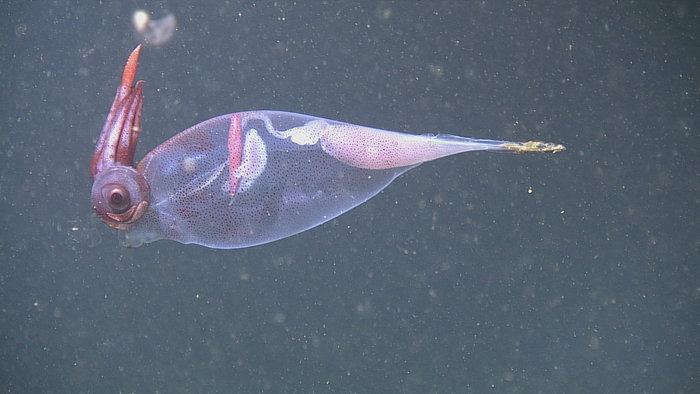 Cockatoo Squid