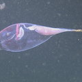 Cockatoo Squid at Endurance Offshore