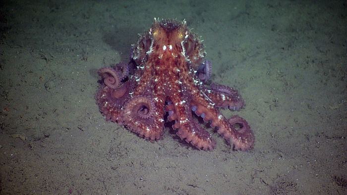 Pacific octopus at Endurance