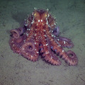 Pacific octopus at Endurance