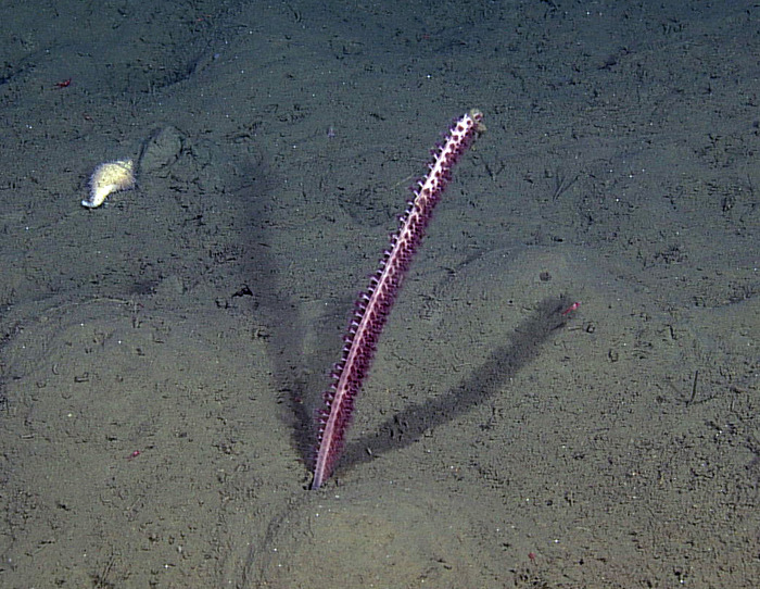 Sea Pen at Endurance Offshore