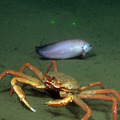 Crab and snailfish