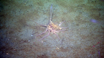 Camouflaged Octopus at EA Oregon Shelf