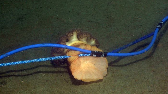 Orange anemone clinging to hydrophone cable
