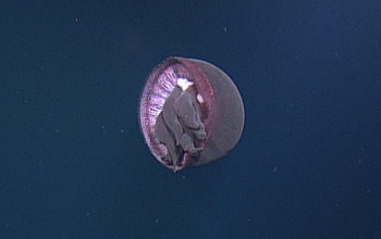 Big Red Jelly at Axial Seamount