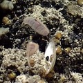 Scaleworms at Axial