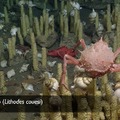 Lithodes couesi Scarlet King Crab