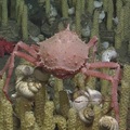 Scarlet King Crab