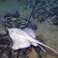 Cartilaginous Fish at Axial