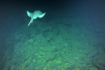 Deep Sea Skate swims over old lava flow