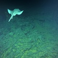 Deep Sea Skate swims over old lava flow