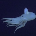 Octopus Ballet