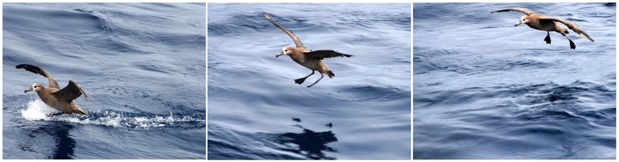 An albatross visit