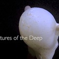 Creatures of the Deep on the Juan de Fuca Ridge