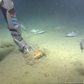Dive R1752 Highlights Oregon Offshore