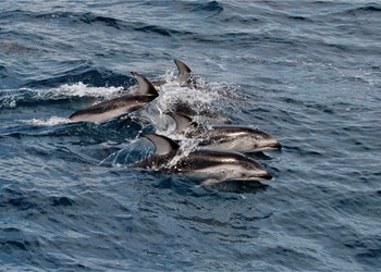 Porpoises Playing in the NE Pacific