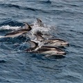 Porpoises Playing in the NE Pacific