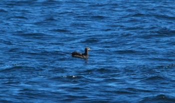 Albatross in the NE Pacific