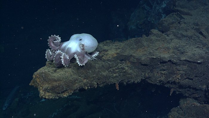Graneledone Octopus dining on Escargot