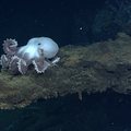 Graneledone Octopus dining on Escargot
