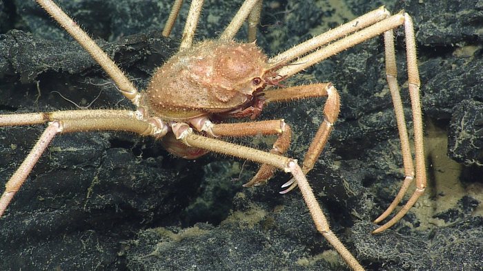 Spider Crab Up Close and Personal