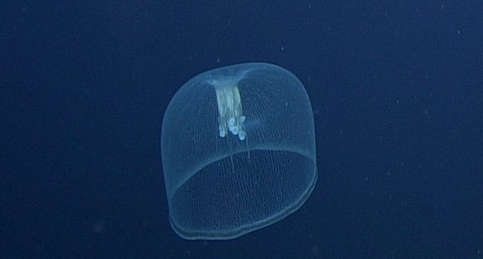 Unknown Jellyfish 1