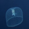 Unknown Jellyfish 1