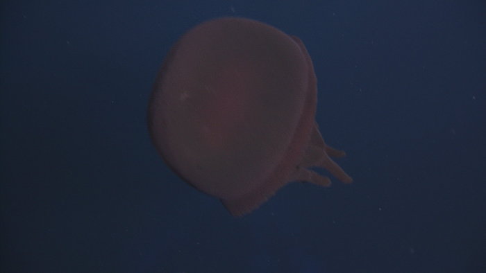 Big Red Jellyfish closeup