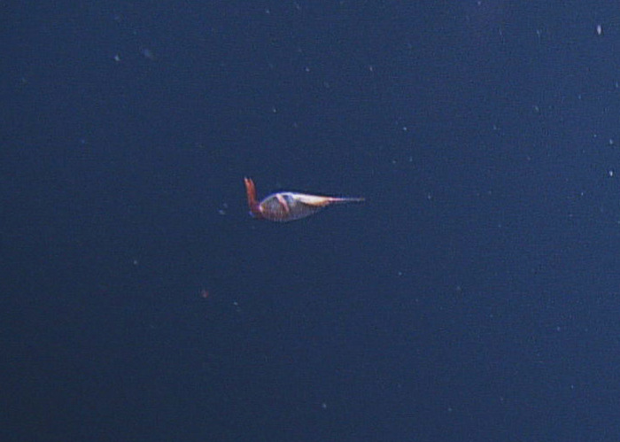 Cranchiid squid at Axial Base