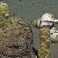 Neptunea Snails on Egg Stalks