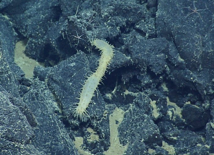 Pannychia Deep Sea Cucumber on lava rocks