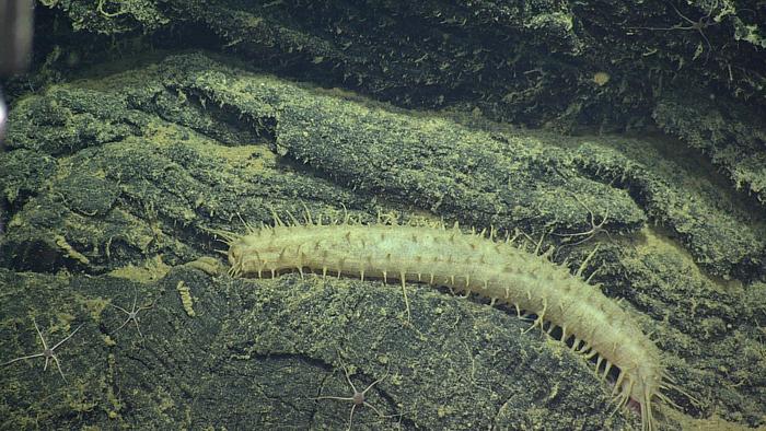 Pannychia Deep Sea Cucumber at Axial