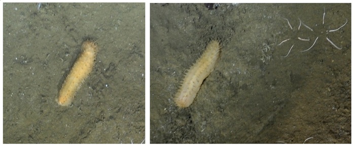 Unknown Sea Cucumber 2 at Axial Base