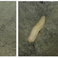 Unknown Sea Cucumber 2 at Axial Base