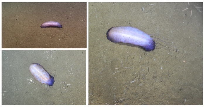 Paelopadites Purple Sea Cucumber