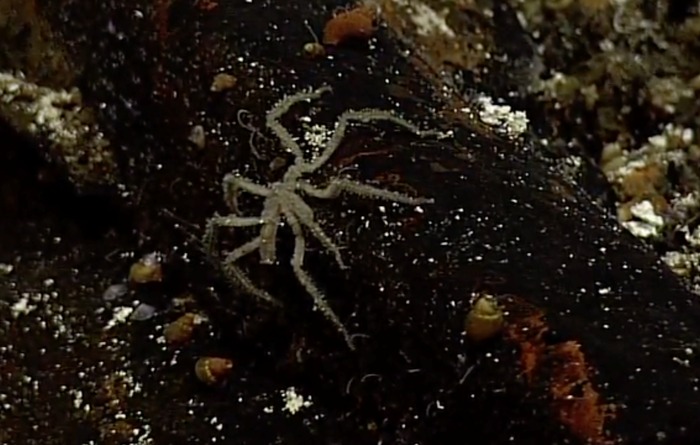 Sea Spider on a hydrothermal vent