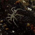 Sea Spider on a hydrothermal vent