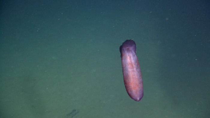 Unknown Sea Cucumber