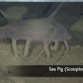 Sea Pig 1
