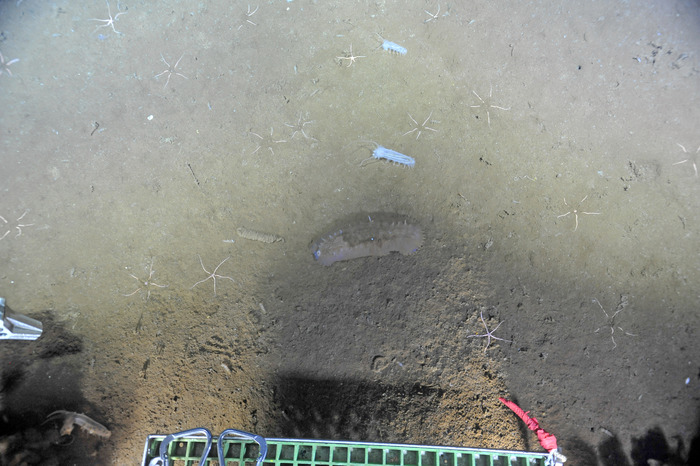 Sea Pig at base of Axial Seamount
