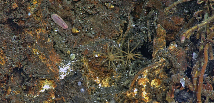 Pycnogonids Spiders of the Deep
