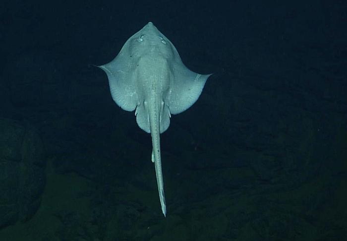 Deep Sea Skate from above