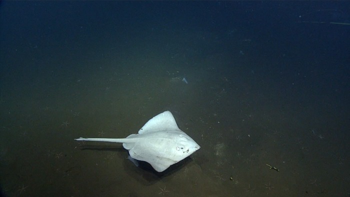 Skate at the Base of Axial Seamount
