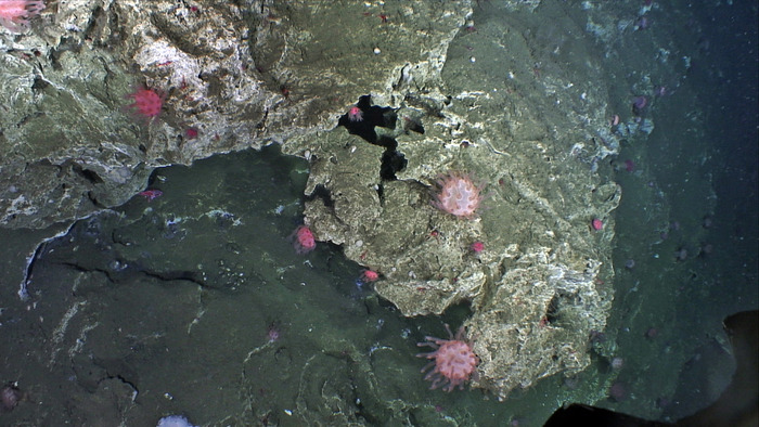 Soft Corals Growing on Limestone