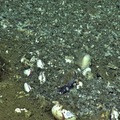 Soft Corals, Clams, and Bacteria at Hydrate Ridge