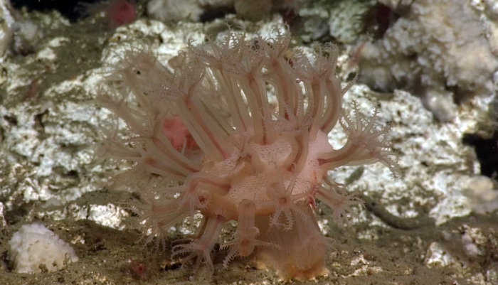 Soft Coral at Southern Hydrate Ridge