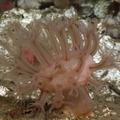 Soft Coral at Southern Hydrate Ridge