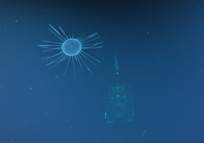 Dinner Plate Jellyfish seems to dwarf ROCLS